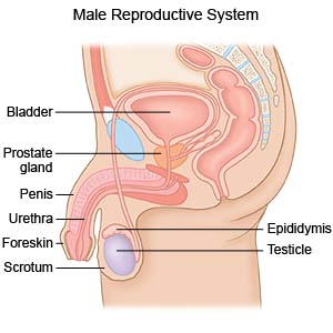 Male Reproductive System