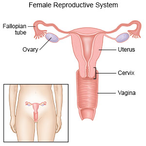 Female Reproductive System