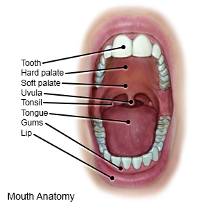 Mouth Anatomy