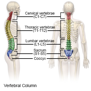 Vertebral Column
