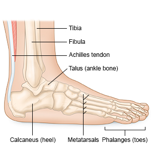 Heel, toes, ankle